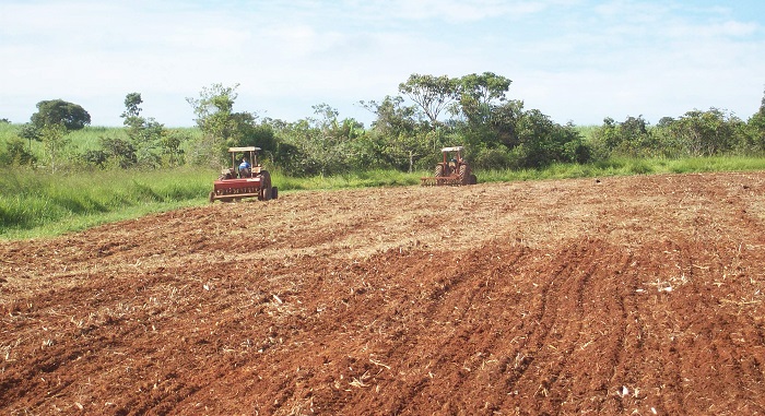 Silagem De Momba A Guia B Sico Movimento Agro