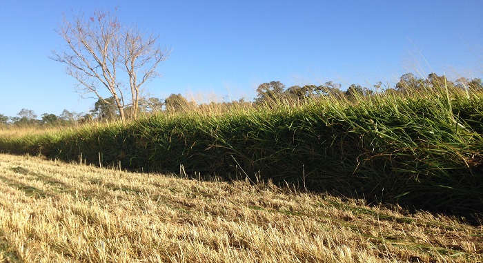 Silagem de Mombaça Guia Básico Movimento Agro